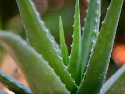 Aloe Vera Extract