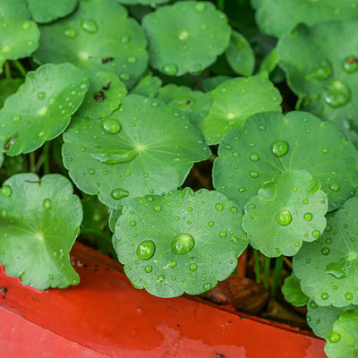 Centella Asiatica (CICA)