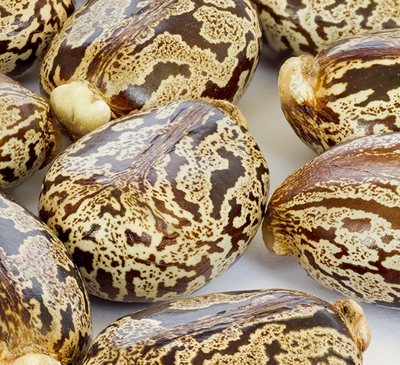 Castor Seed Oil