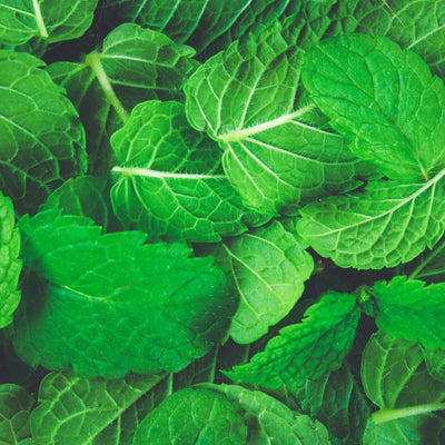 Elasticity-Boost Complex