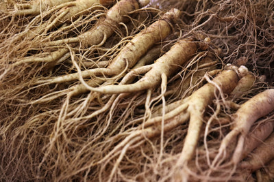 Panax Ginseng